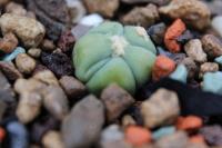 Echinocactus horizonthalonius PD 94
